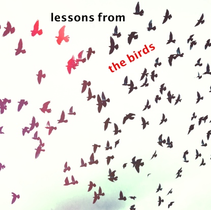 lessons from the birds